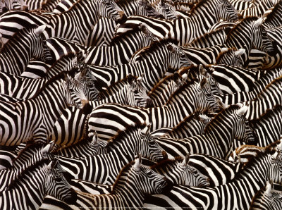 Zebras, Kenya Print Zebras, Kenya Print