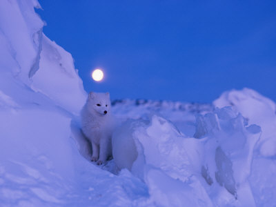 norbert-rosing-an-arctic-fox-under-a-full-moon-on-a-february-morning.jpg