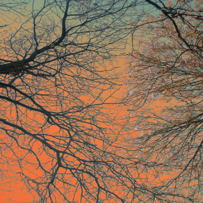 Sunset Forest III Print Sunset Forest III Print