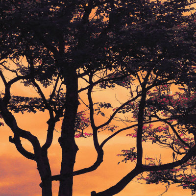 Sunset Forest IV Print Sunset Forest IV Print