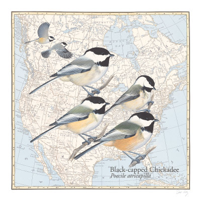 Black Capped Chickadee Print Black Capped Chickadee Print