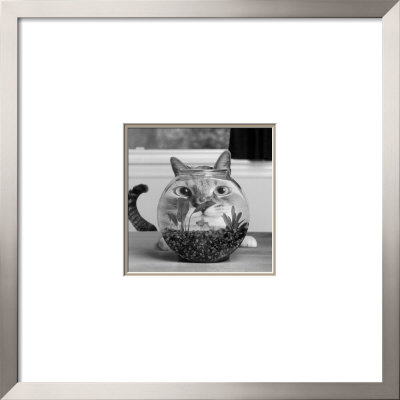 Cat Fish Framed Print Cat Fish Framed Print
