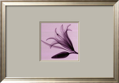 Lily and Bud Framed Print Lily and Bud Framed Print
