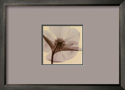 Hellebore I Framed Print Hellebore I Framed Print