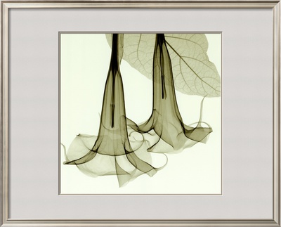 Datura Framed Print Datura Framed Print