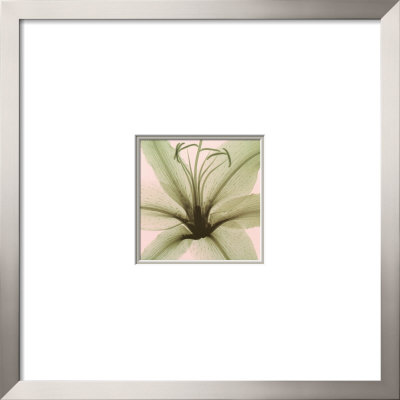 Lily Framed Print Lily Framed Print