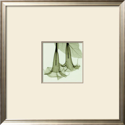 Datura sm. Framed Print Datura sm. Framed Print