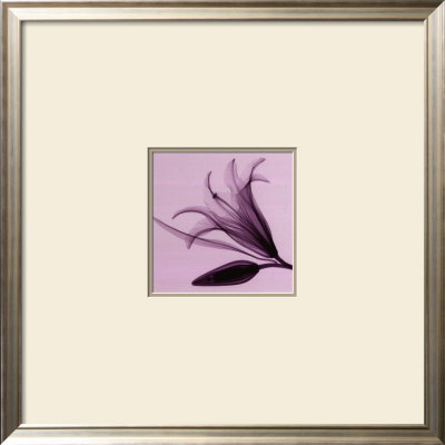 Lily and Bud Framed Print Lily and Bud Framed Print