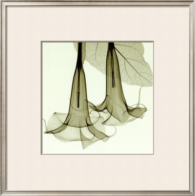 Datura Framed Print Datura Framed Print