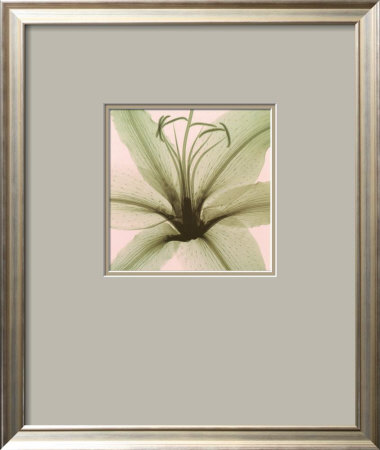 Lily Framed Print Lily Framed Print