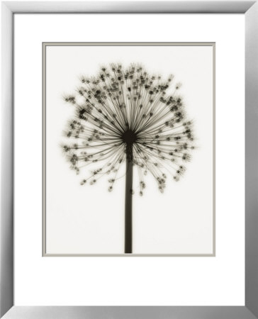Allium Framed Print Allium Framed Print