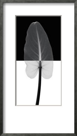 Calla Leaf I Framed Print Calla Leaf I Framed Print