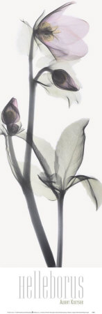 Helleborus Print Helleborus Print