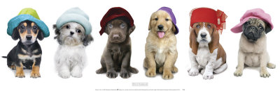 Hat Hounds Print Hat Hounds Print