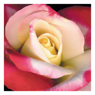 Blush Rose Giclee Print Blush Rose Giclee Print