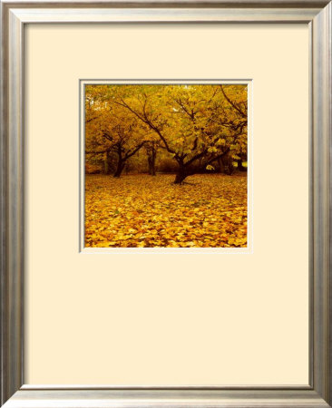 Prunus Framed Print Prunus Framed Print