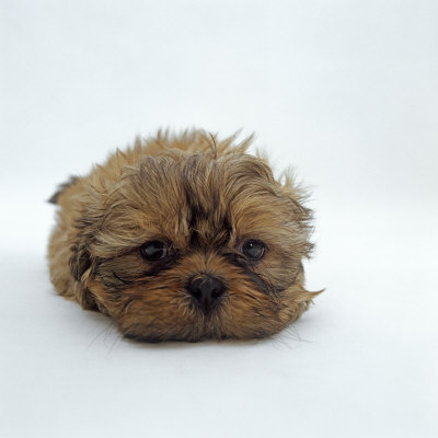 Shih+tzu+puppy+pictures