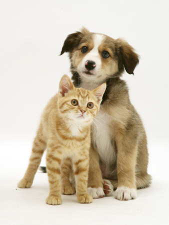 Short Hair Border Collie Pictures. British Shorthair Red Tabby