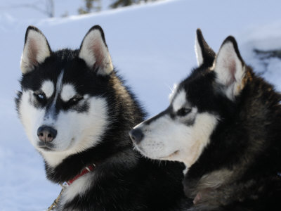 siberian husky puppies in snow. Siberian Husky Sled Dogs Pair