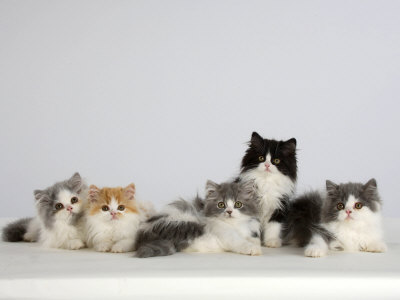 cats and kittens. Persian Cat, Five Kittens,