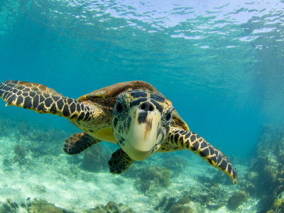 Sea Turtle, Swimming Underwater, Nosy Be, North Madagascar Stretched Canvas Print