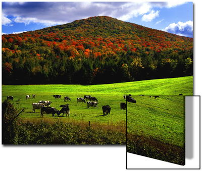 Vermont Cows Art on Acrylic Vermont Cows Art on Acrylic