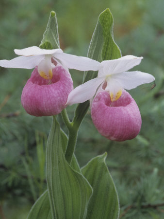 Showy Lady Slipper, Cypripedium Reginae, Orchidaceae, North America Stretched Canvas Print