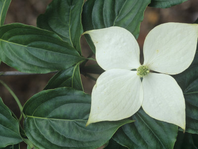 Dogwood+flower