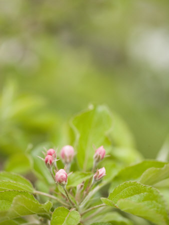 Apple Blossom Buds About to Open in the Spring Stretched Canvas Print