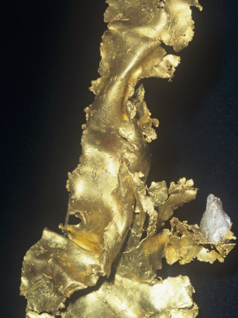 the gold rush california. Native Gold (Au) from the