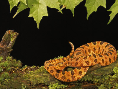 jack-michanowski-red-pygmy-rattlesnake-sistrurus-miliarius-miliarius.jpg