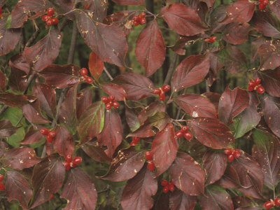 Flowering+dogwood+leaves