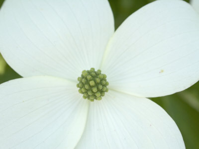 Dogwood+tree+flower+pictures