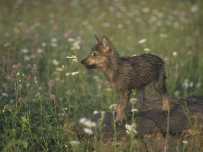 anime wolf pup. anime wolf pup. Gray Wolf Pup in a Meadow,; Gray Wolf Pup in a Meadow,
