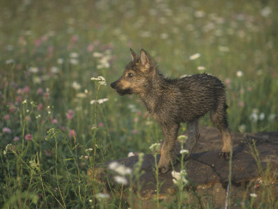 Anime Wolf Pup Girl. red anime wolf pup. black