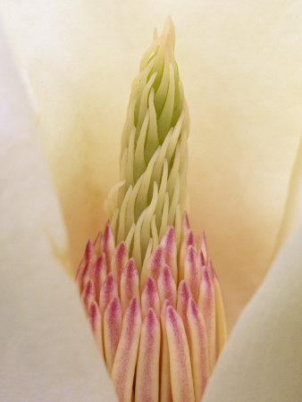 Yulan Magnolia Flower Parts, Magnolia Denudata, Originally from China Stretched Canvas Print