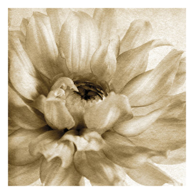 Peaceful Bloom II Other Peaceful Bloom II Other