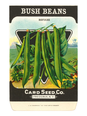 Bush Bean Seed Packet Stretched Canvas Print Bush Bean Seed Packet Stretched Canvas Print