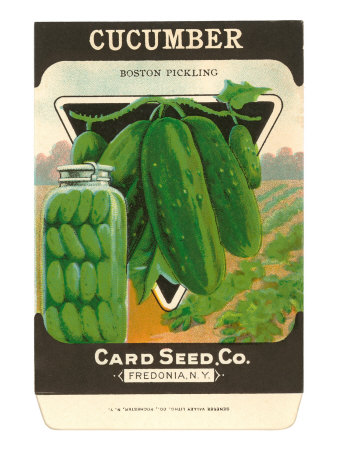 Cucumber Seed Packet Stretched Canvas Print Cucumber Seed Packet Stretched Canvas Print