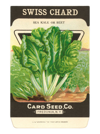 Swiss Chard Seed Packet Stretched Canvas Print Swiss Chard Seed Packet Stretched Canvas Print