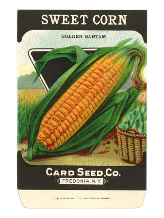 Sweet Corn Seed Packet Stretched Canvas Print Sweet Corn Seed Packet Stretched Canvas Print