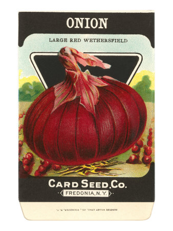 Onion Seed Packet Stretched Canvas Print Onion Seed Packet Stretched Canvas Print