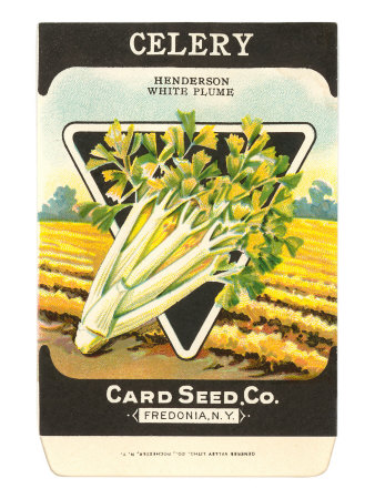 Celery Seed Packet Stretched Canvas Print Celery Seed Packet Stretched Canvas Print