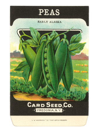 Pea Seed Packet Stretched Canvas Print Pea Seed Packet Stretched Canvas Print