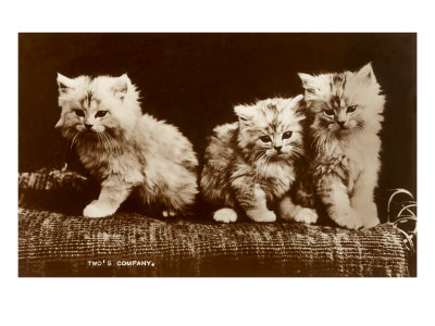 Sepia Photograph of Kittens Stretched Canvas Print Sepia Photograph of Kittens Stretched Canvas Print