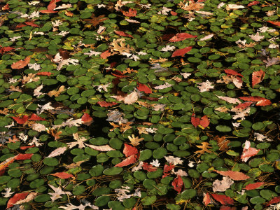 Flowering+dogwood+leaves