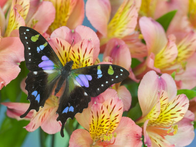 Purple Spotted Swallowtail Butterfly Purple Spotted Swallowtail Butterfly