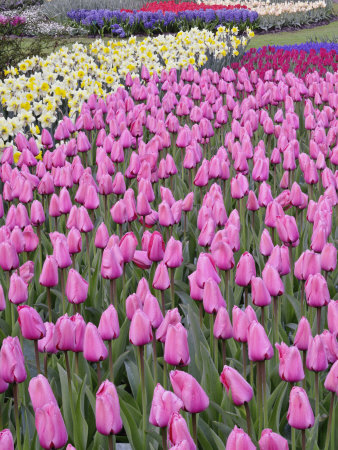 Daffodils And Tulips. of tulips and daffodils