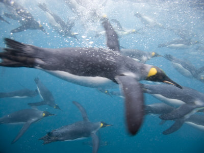 penguins in antarctica. King Penguins Swimming in