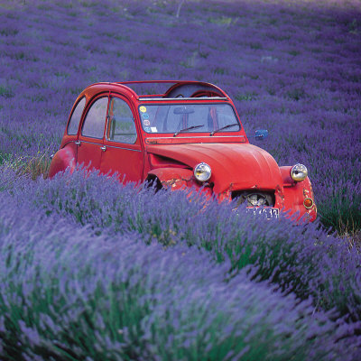 La 2 CV aux Lavandes Print La 2 CV aux Lavandes Print